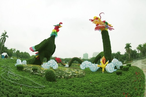 廣西：南寧南湖公園2萬盆菊花打造超級“龍鳳呈祥”