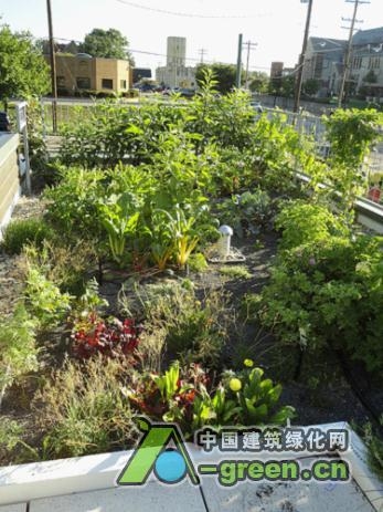 “活力城市”會議突出了屋頂和墻面綠化的成功