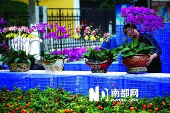 年花經(jīng)濟背后花農的艱難轉型