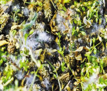 寧波:風媒植物占有花植物的1/5