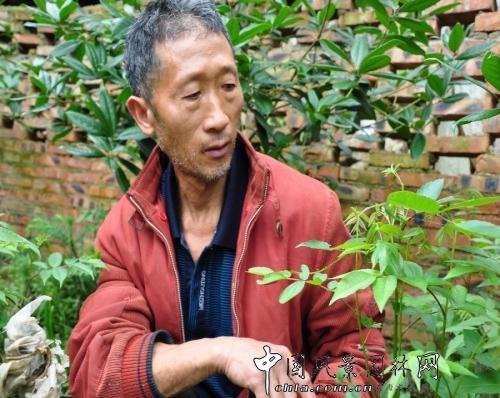 園林專利_新品種_園林科技