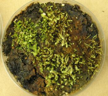 北極冰川下埋葬400年苔蘚起死回生