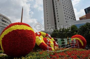 昆明：街頭特色景觀植物引人矚目 迎接南博會