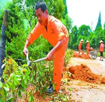 浙江金華綠化鄉(xiāng)道建設(shè)美麗鄉(xiāng)村