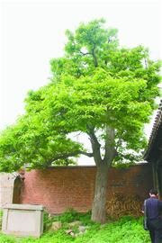 厚殼古樹 植物 稀有植物