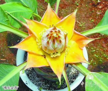 三個地涌金蓮新品種引關注