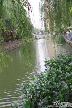 上海閘北:水生植物千屈菜在河中美麗綻放