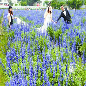 成都郫縣薰衣草節景色美