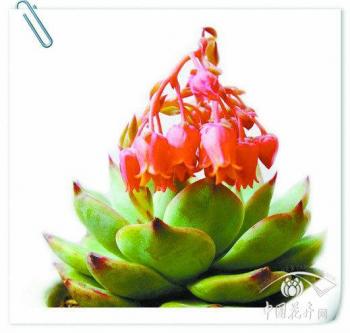 花卉資訊_花木市場資訊_花木頻道