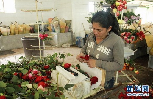 探訪厄瓜多爾卡揚(yáng)貝“花香”玫瑰園