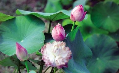 湖北：荷花“大腕”有望國慶與市民見面