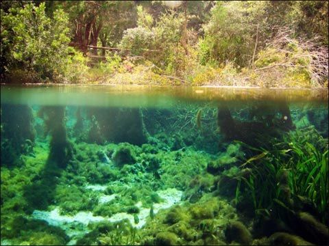 墨西哥灣水下現遠古森林 可揭數千年之內氣候歷史