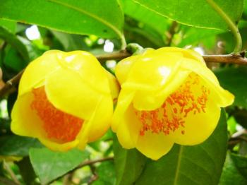 華南植物園金花茶組織培養研究獲新進展