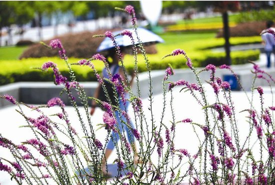 伍家崗區耐旱花卉點綴廣場 令人們賞心悅目