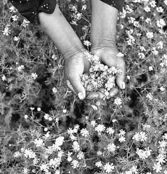 吸鹽植物變鹽堿荒漠為良田