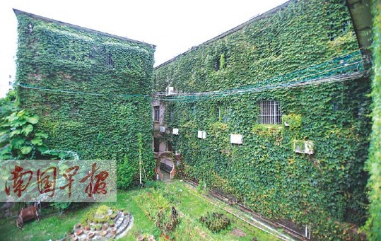 廣西：樓房披“綠衣” 爬山虎景觀的“好與壞”
