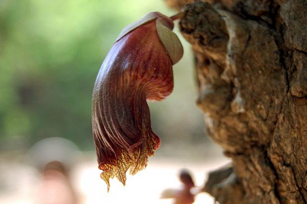 墨西哥葫蘆/十字葉蒲瓜樹