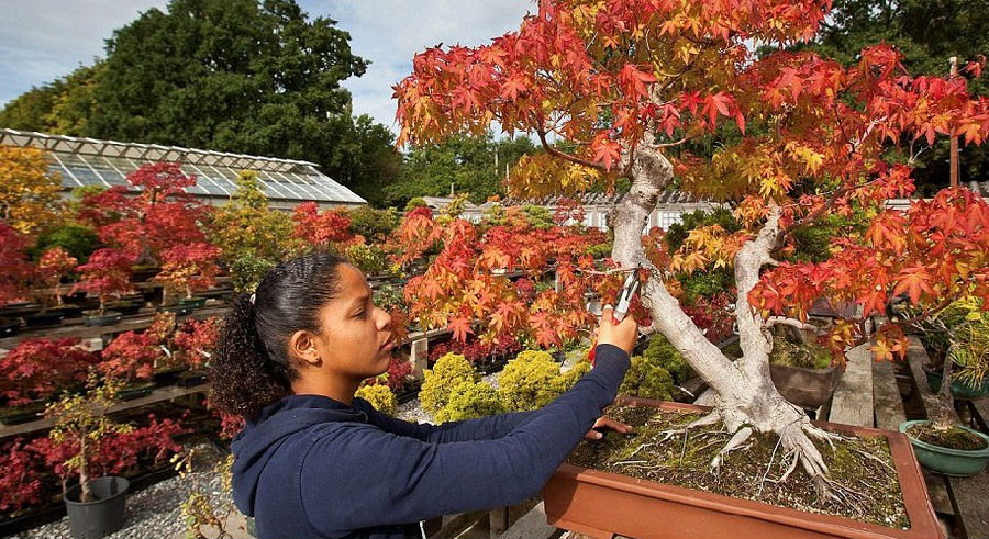 英國盆景苗圃微型樹展現秋日美景