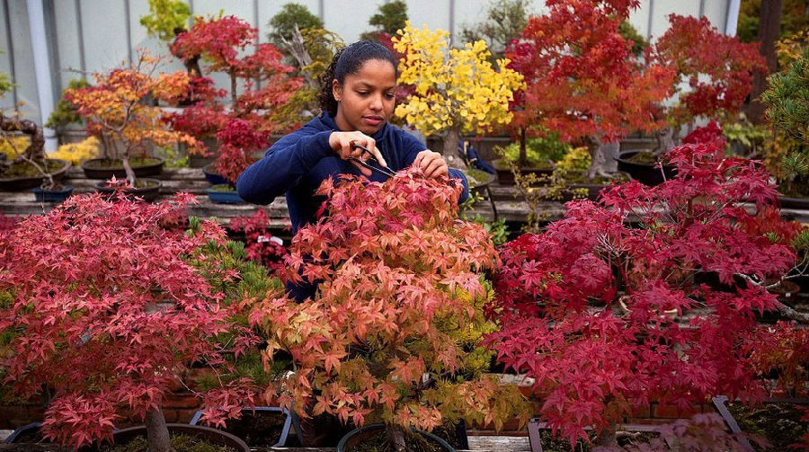 英國盆景苗圃微型樹展現秋日美景