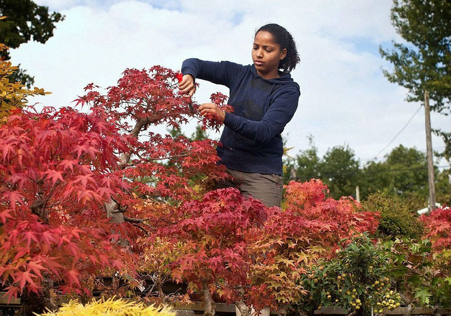 英國盆景苗圃微型樹展現秋日美景