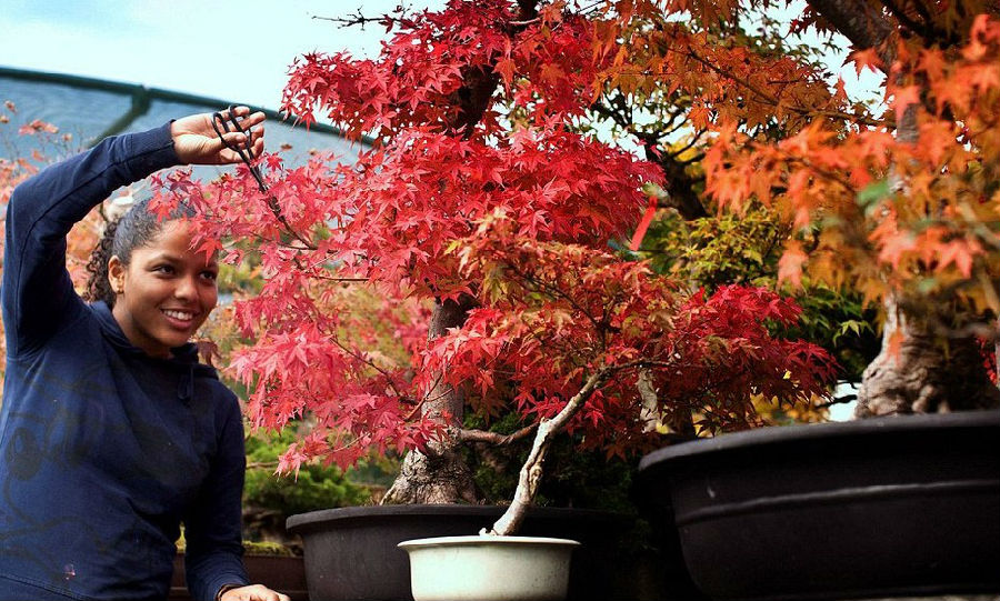 英國：盆景苗圃微型樹展現秋日美景