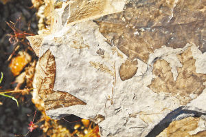 化石中有多種古植物