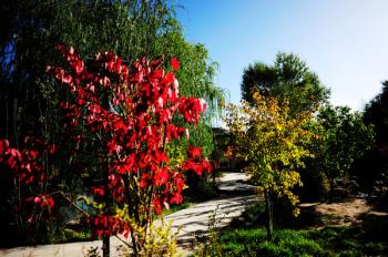 青海格爾木市加大庭院綠化力度