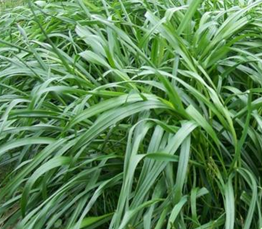 武漢植物園多年生黑麥草糖代謝應答鹽脅迫研究獲進展