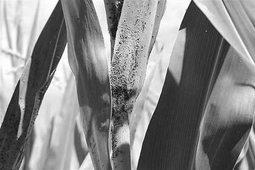 科學(xué)家發(fā)現(xiàn)植物抗蟲新機制