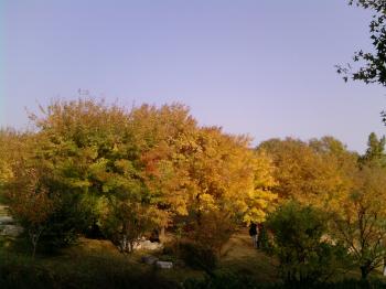 秋紅萬葉集:泣血告知 紅葉不是在香山(組圖)