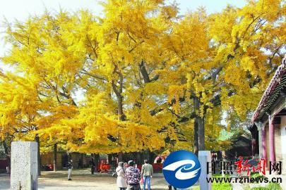 天下銀杏第一樹