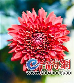 第二屆菊花品種展暨盆景觀賞石展在芝山公園開幕