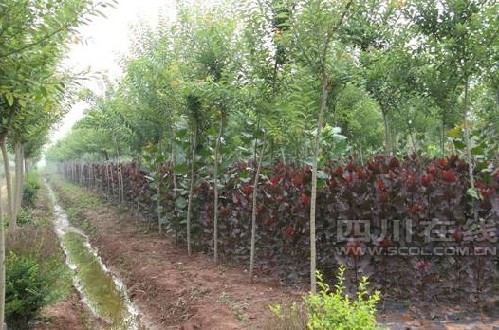 龍泉山彩葉植物研究初見成效