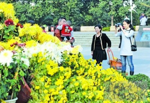市民在菊花盆景前拍照留念