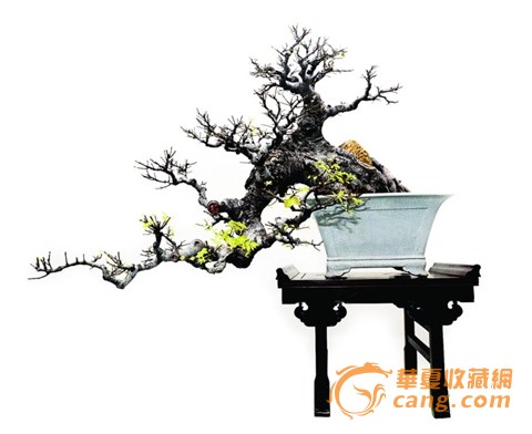 蘇式盆景