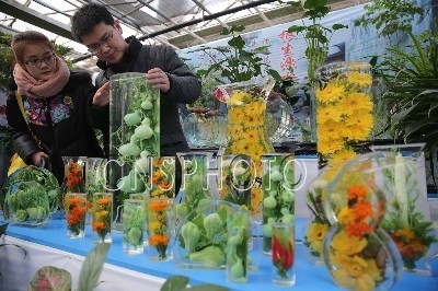 北京原生態(tài)花卉受追捧 保持20年不褪色