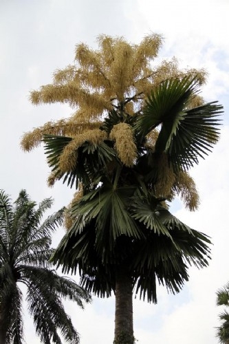 新加坡植物園：棕櫚開花