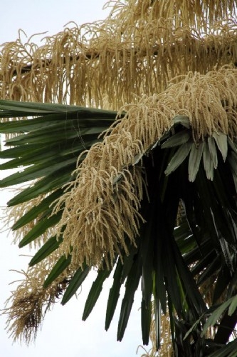 新加坡植物園：棕櫚開花