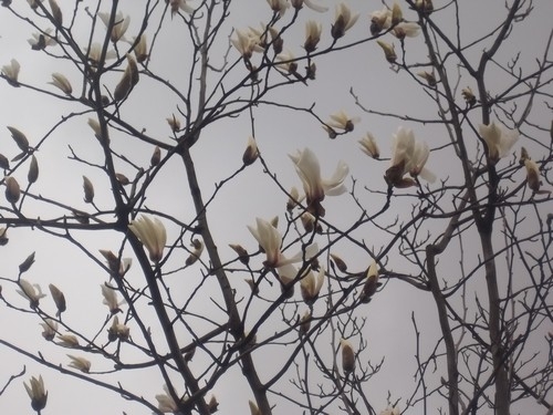 上海植物園的一株白玉蘭已經盛開