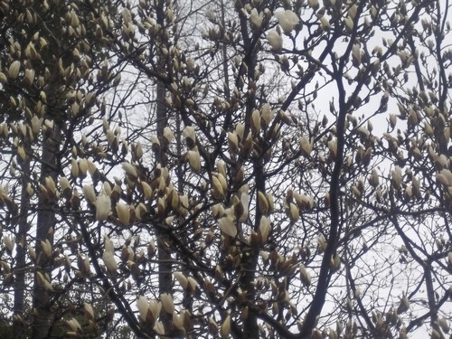 大量白玉蘭含苞待放