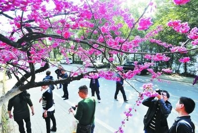 游人在櫻花樹下拍照