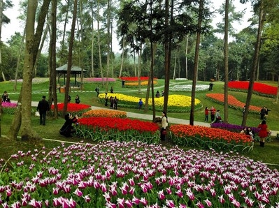 石象湖的郁金香引得游客紛紛拍照留念