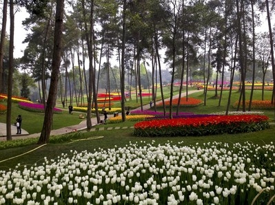 石象湖有亞洲最大面積的郁金香