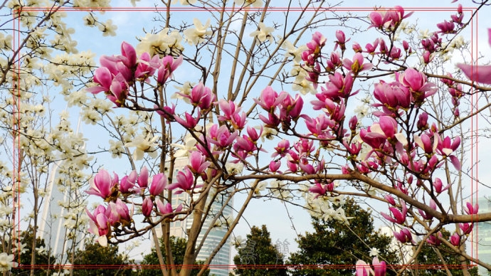 上海：人民廣場市花白玉蘭盛開（圖）