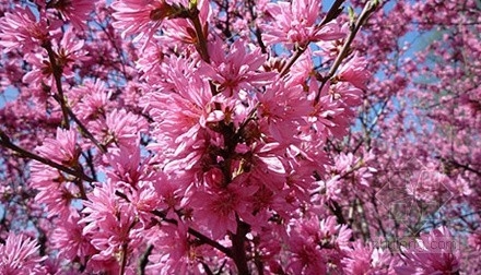 桃花 植物動態(tài) 中國風(fēng)景園林網(wǎng)
