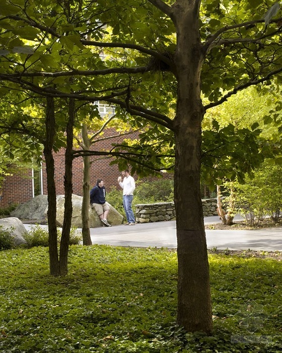 基恩州立科學(xué)中心庭院設(shè)計 單位綠化|規(guī)劃設(shè)計 中國風(fēng)景園林網(wǎng)