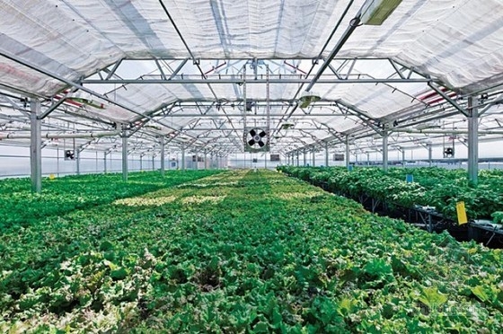 Gotham Green設計的屋頂農場 公共空間|規劃設計 中國風景園林網