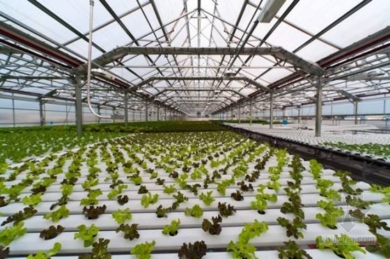 Gotham Green設計的屋頂農場 公共空間|規劃設計 中國風景園林網