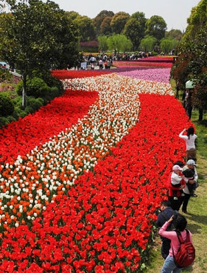 上海鮮花港進入盛花期