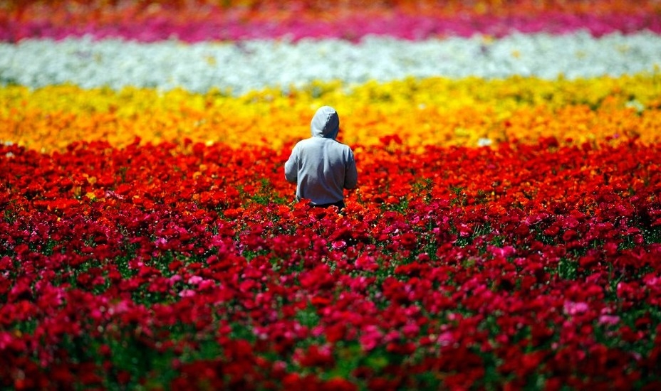 美國加州卡爾斯班花海絢爛